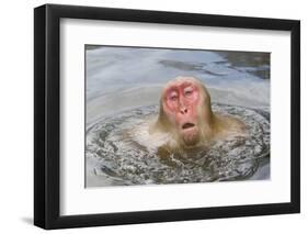 Japanese Macaque (Macaca fuscata) adult, surfacing from water in hotspring, near Nagano, Honshu-Dickie Duckett-Framed Photographic Print