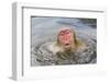 Japanese Macaque (Macaca fuscata) adult, surfacing from water in hotspring, near Nagano, Honshu-Dickie Duckett-Framed Photographic Print