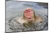 Japanese Macaque (Macaca fuscata) adult, surfacing from water in hotspring, near Nagano, Honshu-Dickie Duckett-Mounted Photographic Print