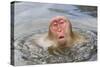 Japanese Macaque (Macaca fuscata) adult, surfacing from water in hotspring, near Nagano, Honshu-Dickie Duckett-Stretched Canvas