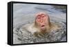 Japanese Macaque (Macaca fuscata) adult, surfacing from water in hotspring, near Nagano, Honshu-Dickie Duckett-Framed Stretched Canvas