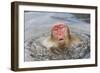 Japanese Macaque (Macaca fuscata) adult, surfacing from water in hotspring, near Nagano, Honshu-Dickie Duckett-Framed Photographic Print