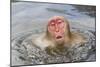 Japanese Macaque (Macaca fuscata) adult, surfacing from water in hotspring, near Nagano, Honshu-Dickie Duckett-Mounted Photographic Print