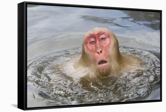Japanese Macaque (Macaca fuscata) adult, surfacing from water in hotspring, near Nagano, Honshu-Dickie Duckett-Framed Stretched Canvas