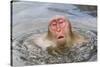 Japanese Macaque (Macaca fuscata) adult, surfacing from water in hotspring, near Nagano, Honshu-Dickie Duckett-Stretched Canvas