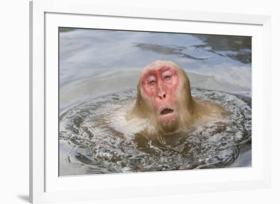 Japanese Macaque (Macaca fuscata) adult, surfacing from water in hotspring, near Nagano, Honshu-Dickie Duckett-Framed Photographic Print