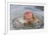 Japanese Macaque (Macaca fuscata) adult, surfacing from water in hotspring, near Nagano, Honshu-Dickie Duckett-Framed Photographic Print