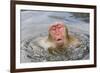 Japanese Macaque (Macaca fuscata) adult, surfacing from water in hotspring, near Nagano, Honshu-Dickie Duckett-Framed Photographic Print