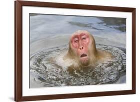 Japanese Macaque (Macaca fuscata) adult, surfacing from water in hotspring, near Nagano, Honshu-Dickie Duckett-Framed Photographic Print