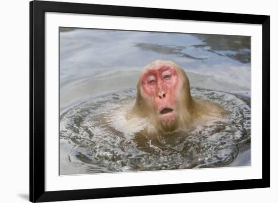 Japanese Macaque (Macaca fuscata) adult, surfacing from water in hotspring, near Nagano, Honshu-Dickie Duckett-Framed Photographic Print