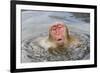 Japanese Macaque (Macaca fuscata) adult, surfacing from water in hotspring, near Nagano, Honshu-Dickie Duckett-Framed Photographic Print