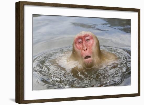 Japanese Macaque (Macaca fuscata) adult, surfacing from water in hotspring, near Nagano, Honshu-Dickie Duckett-Framed Photographic Print