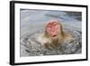 Japanese Macaque (Macaca fuscata) adult, surfacing from water in hotspring, near Nagano, Honshu-Dickie Duckett-Framed Photographic Print