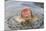 Japanese Macaque (Macaca fuscata) adult, surfacing from water in hotspring, near Nagano, Honshu-Dickie Duckett-Mounted Photographic Print