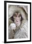 Japanese Macaque (Macaca fuscata) baby, close-up of head, Jigokudani, Honshu-Andrew Forsyth-Framed Photographic Print