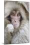 Japanese Macaque (Macaca fuscata) baby, close-up of head, Jigokudani, Honshu-Andrew Forsyth-Mounted Photographic Print