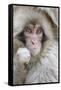 Japanese Macaque (Macaca fuscata) baby, close-up of head, Jigokudani, Honshu-Andrew Forsyth-Framed Stretched Canvas