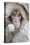 Japanese Macaque (Macaca fuscata) baby, close-up of head, Jigokudani, Honshu-Andrew Forsyth-Stretched Canvas