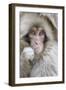 Japanese Macaque (Macaca fuscata) baby, close-up of head, Jigokudani, Honshu-Andrew Forsyth-Framed Photographic Print