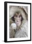 Japanese Macaque (Macaca fuscata) baby, close-up of head, Jigokudani, Honshu-Andrew Forsyth-Framed Photographic Print