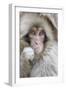 Japanese Macaque (Macaca fuscata) baby, close-up of head, Jigokudani, Honshu-Andrew Forsyth-Framed Photographic Print