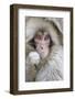 Japanese Macaque (Macaca fuscata) baby, close-up of head, Jigokudani, Honshu-Andrew Forsyth-Framed Photographic Print