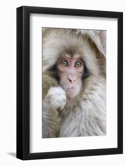 Japanese Macaque (Macaca fuscata) baby, close-up of head, Jigokudani, Honshu-Andrew Forsyth-Framed Photographic Print
