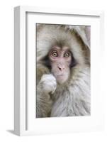 Japanese Macaque (Macaca fuscata) baby, close-up of head, Jigokudani, Honshu-Andrew Forsyth-Framed Photographic Print