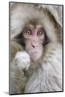 Japanese Macaque (Macaca fuscata) baby, close-up of head, Jigokudani, Honshu-Andrew Forsyth-Mounted Photographic Print