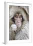 Japanese Macaque (Macaca fuscata) baby, close-up of head, Jigokudani, Honshu-Andrew Forsyth-Framed Photographic Print