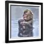Japanese Macaque (Macaca Fuscata) Baby Enjoying A Relaxing Moment In The Hot Spring In Jigokudani-Diane McAllister-Framed Photographic Print