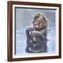 Japanese Macaque (Macaca Fuscata) Baby Enjoying A Relaxing Moment In The Hot Spring In Jigokudani-Diane McAllister-Framed Photographic Print