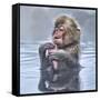 Japanese Macaque (Macaca Fuscata) Baby Enjoying A Relaxing Moment In The Hot Spring In Jigokudani-Diane McAllister-Framed Stretched Canvas