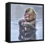 Japanese Macaque (Macaca Fuscata) Baby Enjoying A Relaxing Moment In The Hot Spring In Jigokudani-Diane McAllister-Framed Stretched Canvas