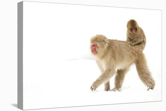 Japanese Macaque (Macaca Fuscata) Carrying Young on Back Through Snow, Nagano, Japan, February-Danny Green-Stretched Canvas