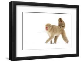 Japanese Macaque (Macaca Fuscata) Carrying Young on Back Through Snow, Nagano, Japan, February-Danny Green-Framed Photographic Print