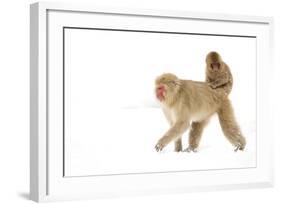 Japanese Macaque (Macaca Fuscata) Carrying Young on Back Through Snow, Nagano, Japan, February-Danny Green-Framed Photographic Print