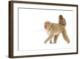 Japanese Macaque (Macaca Fuscata) Carrying Young on Back Through Snow, Nagano, Japan, February-Danny Green-Framed Photographic Print