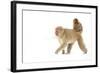 Japanese Macaque (Macaca Fuscata) Carrying Young on Back Through Snow, Nagano, Japan, February-Danny Green-Framed Photographic Print