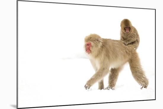 Japanese Macaque (Macaca Fuscata) Carrying Young on Back Through Snow, Nagano, Japan, February-Danny Green-Mounted Photographic Print