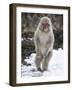 Japanese Macaque (Macaca Fuscata) Female Standing On Hind Legs In Snow, Jigokudani, Japan. February-Diane McAllister-Framed Photographic Print