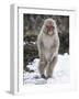 Japanese Macaque (Macaca Fuscata) Female Standing On Hind Legs In Snow, Jigokudani, Japan. February-Diane McAllister-Framed Photographic Print