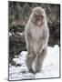 Japanese Macaque (Macaca Fuscata) Female Standing On Hind Legs In Snow, Jigokudani, Japan. February-Diane McAllister-Mounted Photographic Print