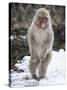 Japanese Macaque (Macaca Fuscata) Female Standing On Hind Legs In Snow, Jigokudani, Japan. February-Diane McAllister-Stretched Canvas