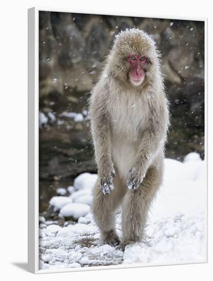 Japanese Macaque (Macaca Fuscata) Female Standing On Hind Legs In Snow, Jigokudani, Japan. February-Diane McAllister-Framed Photographic Print