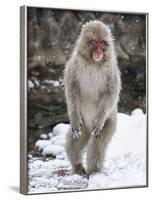 Japanese Macaque (Macaca Fuscata) Female Standing On Hind Legs In Snow, Jigokudani, Japan. February-Diane McAllister-Framed Photographic Print