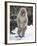 Japanese Macaque (Macaca Fuscata) Female Standing On Hind Legs In Snow, Jigokudani, Japan. February-Diane McAllister-Framed Photographic Print