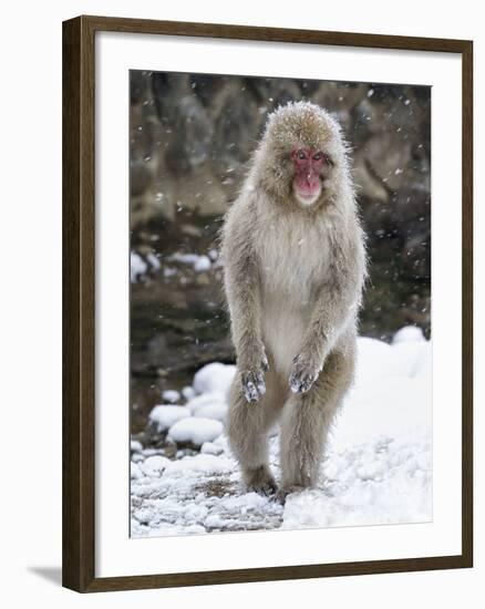 Japanese Macaque (Macaca Fuscata) Female Standing On Hind Legs In Snow, Jigokudani, Japan. February-Diane McAllister-Framed Photographic Print