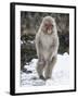 Japanese Macaque (Macaca Fuscata) Female Standing On Hind Legs In Snow, Jigokudani, Japan. February-Diane McAllister-Framed Photographic Print