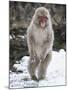 Japanese Macaque (Macaca Fuscata) Female Standing On Hind Legs In Snow, Jigokudani, Japan. February-Diane McAllister-Mounted Photographic Print